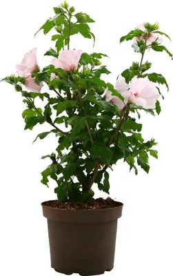 Produktbild von Hibiscus syriacus 'Mathilda', Roseneibisch, zweifarbig, 40-60 cm