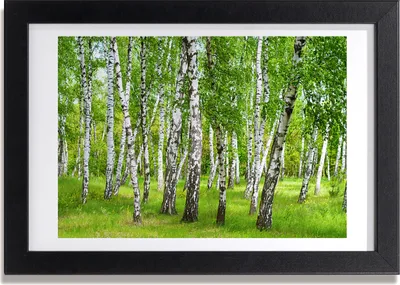 Produktbild von Bild 30x20 MDF-Rahmen, Wandkunst Birkenwald