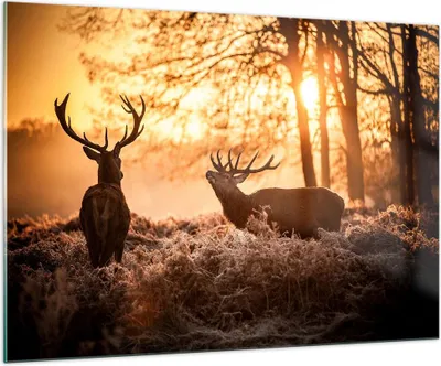 Produktbild von Bilder auf glas - Deer Heidekraut Tier - 100x70cm - Glasbilder - Wandbilder - Kunstdruck - zum Aufhängen bereit - Wanddekoration aus Glas - Glas Bilder - Wandbild auf Glas - Einteilig - GAA100x70-3043
