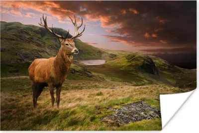 Produktbild von MuchoWow® Poster Hirsche - Berge - Natur 120x80 cm - Bilder