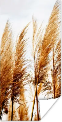 Produktbild von MuchoWow® Poster Pampasgras - Sonne - Gras 60x120 cm - Wandschmuck
