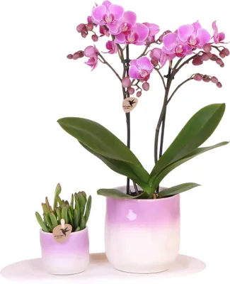 Zdjęcie produktu dla Kolibri Company | Walentynkowy zestaw roślin 'Gradience Pink' | Różowy Phalaenopsis Orchid Andorra i sukulent wraz z ceramicznymi doniczkami dekoracyjnymi