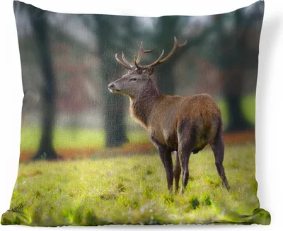 Produktbild von MuchoWow® Zierkissen Sofakissen Wohnzimmer Dekokissen 50x50 cm Rothirsch - Wiese - Grün - Komfort - Sofakissen