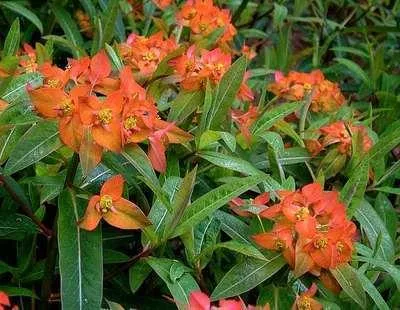 Obrázok produktu pre 6 x Euphorbia griffithii 'Fireglow' - ostrica - kvetináč 9 x 9 cm