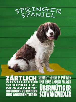 Produktbild von vianmo Holzschild 40x30 cm Springer Spaniel Hund zärtlich