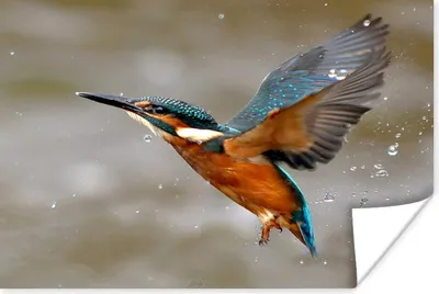 Produktbild von MuchoWow® Poster Eisvogel - Wasser - Fliegen 40x30 cm - Plakate für die Wände - Poster Wohnzimmer