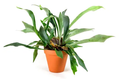 Obrázok produktu pre Gardners Platycerium bifurcatum, priemer 12 cm