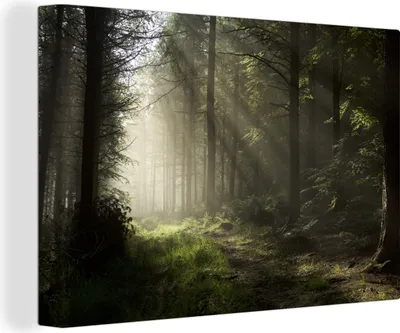 Produktbild von OneMillionCanvasses® - Leinwandbilder - 150x100 cm, Wald - Baum - Nebel, Wandbilder Kunstdruck Wanddekoration