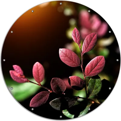 Produktbild von Wallario rundes Outdoor-Poster für Garten oder Balkon, Motiv Rote und grüne Blätter an einem Zweig, 120 cm Durchmesser