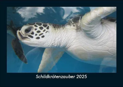 Produktbild von Schildkrötenzauber 2025 Fotokalender DIN A5
