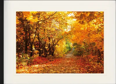 Obrázek produktu pro Lesy Zarámovaný obraz s elegantní paspartou | Wall Art | V rámu - Kouzelné podzimní barvy, Lesní cesta (60 x 80 cm)