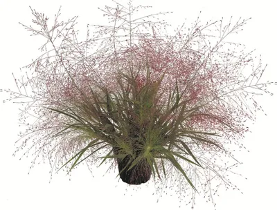 Produktbild von Liebesgras - Eragrostis spectabilis, Topf 13 cm - 13cm