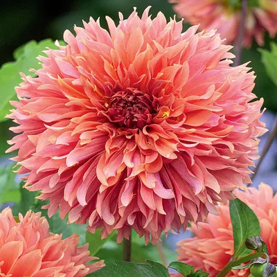 Produktbild von Dahlie Knolle Sommerblumen Herbstblumen Gefranste Dahlie Orange Fubuki 1 St.