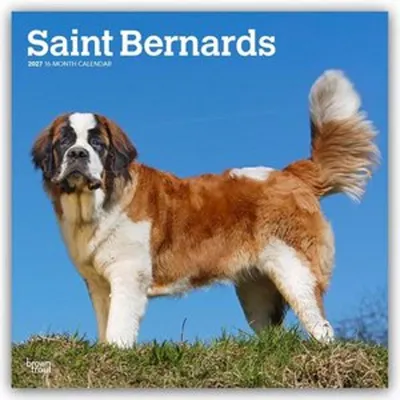 Produktbild von Saint Bernards - Bernhardiner 2027 - 16-Monatskalender