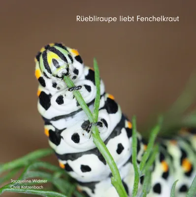Produktbild von Rüebliraupe liebt Fenchelkraut