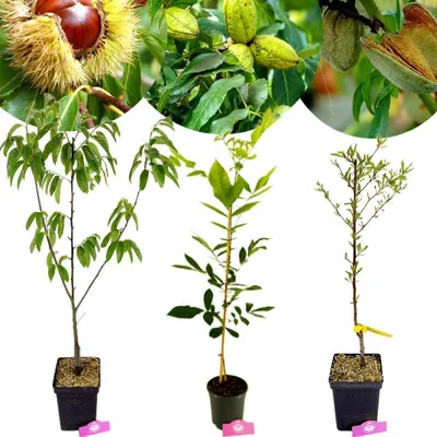 A collage of images showing different types of nut trees and their fruits, with three potted saplings in the foreground.