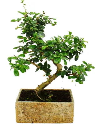 Immagine prodotto di Bonsai per la stanza - in Vetroceramica di tendenza moderna - bonsai da interno Carmona - 8 anni - aspetto pietra
