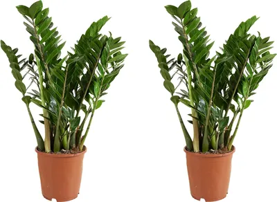 Image de Bloomique - Lot de 2 - Zamioculcas Zamiifolia - Palmier d'intérieur - Zamioculcas - Plantes d'intérieur - Purifiant l'air - Très facile d'entretien - Hauteur 80-90 cm - Pot 21 cm