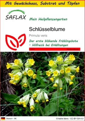 Produktbild von SAFLAX Anzucht Set - Schlüsselblume - Primula veris - 100 Samen - Mit Mini-Gewächshaus, Anzuchtsubstrat und 2 Töpfen