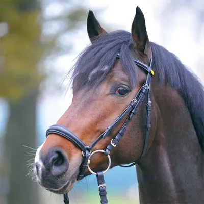 Produktbild von KAVALKADE Trense LINA Ecoline, hannoveranisches Reithalfter schwarz, Pony