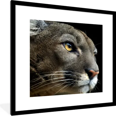 Produktbild von MuchoWow® Gerahmtes Poster Puma - Wilde Tiere - Porträt 40x40 cm - Poster mit Schwarzem Bilderrahmen Wandposter Rahmen Foto Bilder - Poster - Plakat im Rahmen