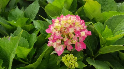 Image de Hydrangea macrophylla 'Rose' / Hortensia Rose