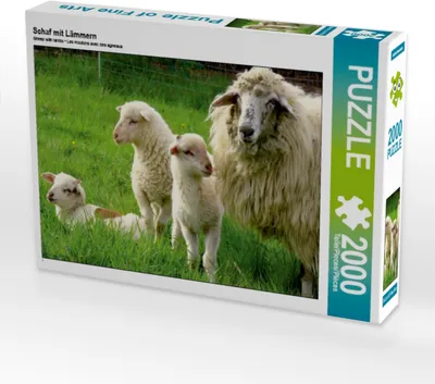 Produktbild von CALVENDO Puzzle Schaf mit Lämmern 2000 Teile Puzzle quer | 2000 Teile Lege-Größe 90x67cm Foto-Puzzle für glückliche Stunden