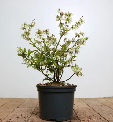 Produktbild von Vaccinium corymbosum 'Brigitta', Heidelbeere, 40–60 cm, ertragreich