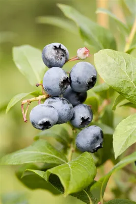 Produktbild von Vaccinium corymbosum 'Goldtraube', Heidelbeere, 30–40 cm