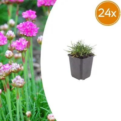 Zdjęcie produktu dla Armeria m. 'Splendens' | 24 sztuki - 10-25cm - Ø9cm - Roślina ogrodowa
