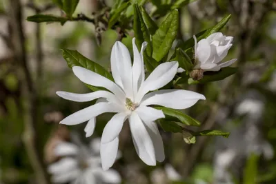 Produktbild von Magnolia stellata, Sternmagnolie, weiß, 60–80 cm