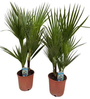 Produktbild von Washingtonia filifera 75cm 2er Set Palme