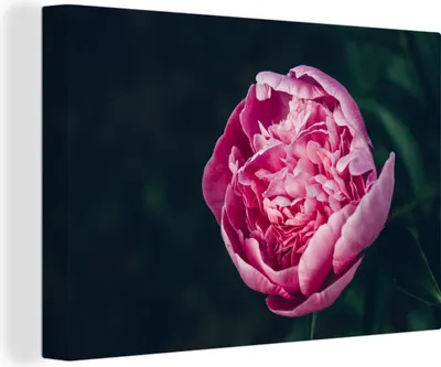 Obrázek produktu pro OneMillionCanvasses® Malba na plátně Nástěnná malba na plátně - Květiny - Růžová - Růže - 150x100cm