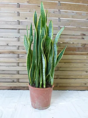 Produktbild von [Palmenlager] XL Sansevieria "laurentii" 100 cm - 24 cm Ø Topf - Bogenhanf - Schwiegermutterzunge / Zimmerpflanze
