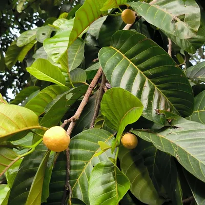 Produktbild von Affenfrucht (Artocarpus lacucha) - 1 gekeimter Samen