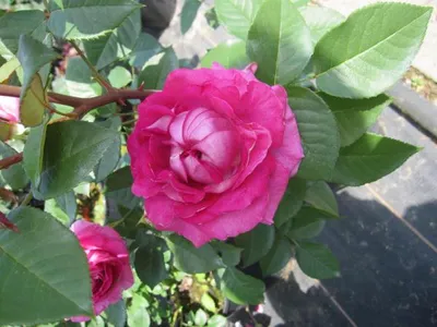 Produktbild von Rosa Fräulein Maria ® - Beetrose - Parfuma Rose - Kordes Rose - ADR Rose