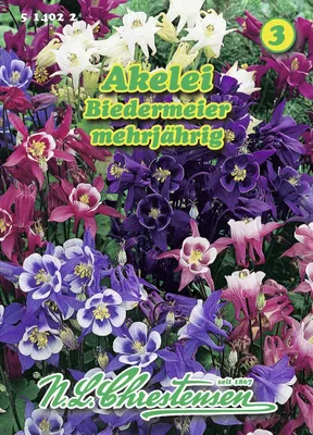 Produktbild von Akelei Biedermeier | Akeleiensamen von N.L. Chrestensen