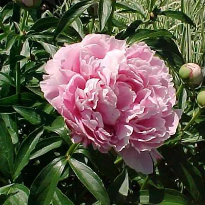 Produktbild von Pfingstrose - Paeonia 'Sarah Bernhardt' | im Container