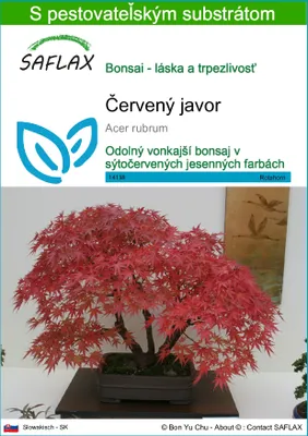 Obrázok produktu pre SAFLAX - červený javor - Acer rubrum - 20 Semená - S pestovateľským substrátom bez klíčkov