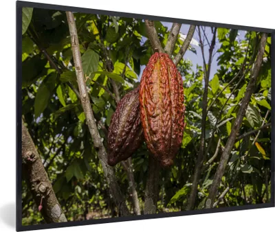 Produktbild von MuchoWow® MuchoWow® Gerahmtes Poster Tropische Farben der Schotenhaut um die Kakaobohnen 60x40 cm - Poster mit zchwarzem Bilderrahmen - Printing - Wanddeko Schlafzimmer