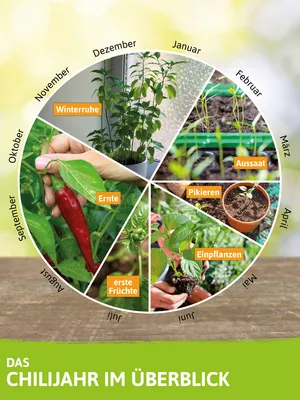 Produktbild von Paprikapflanze Hamik | Paprikapflanzen von FLORTUS, Menge:6 Pflanzen