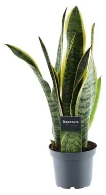 Productafbeelding van Sansevieria Laurentii 45 cm met Stijlvollen Bladeren