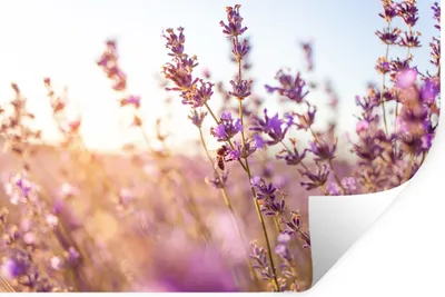 Produktbild von MuchoWow® Wandtattoo Wandsticker Wandaufkleber Lavendel - Nahaufnahme - Sonne - Blumen - Lila 60x40 cm Selbstklebend und Repositionierbar - Wierderverwendbar - Selbstklebend