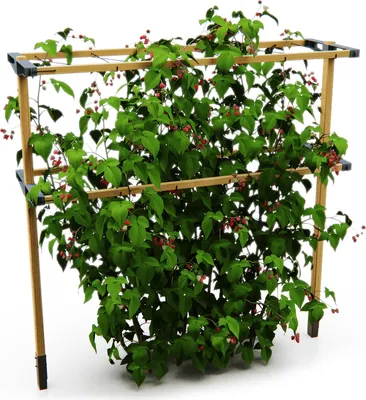 Artikelbild 7 von 'BERRY BUDDY Beerenrankhilfe' aus der Kategorie Rankhilfen