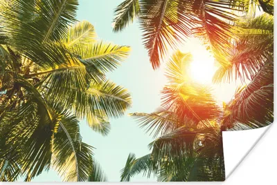 Produktbild von MuchoWow® Poster Palme - Sonne - Sommer 180x120 cm - Fotoplakat