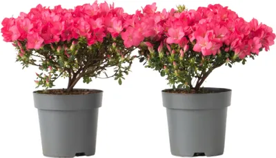 Zdjęcie produktu dla Różanecznik - 2 szt - Rhododendron azalea 'Anouk' - W25-40cm - ⌀17cm