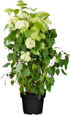 Produktbild von Hydrangea arborescens 'Annabelle', Schneeballhortensie, weiß, 80–100 cm