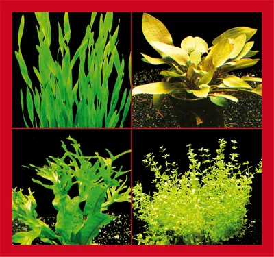 Produktbild von Kleines Nano-Becken-Set E(asy) +++ Einfache kleine Pflanzen