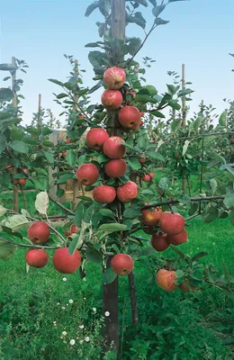 Produktbild von Prunus domestica 'Zwergobst', Terrassenobst, 40 cm Stammhöhe