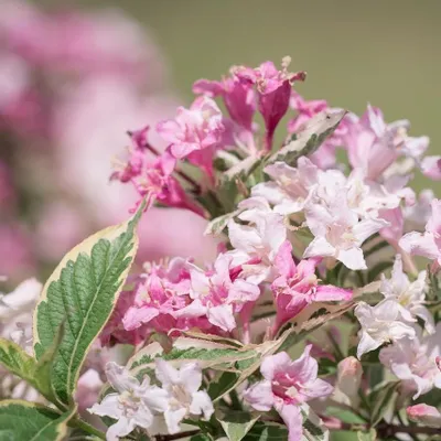 Immagine prodotto di Weigela florida Nana Variegata 2L